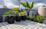 Rooftop Natural Garden (3)