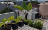 Rooftop Natural Garden